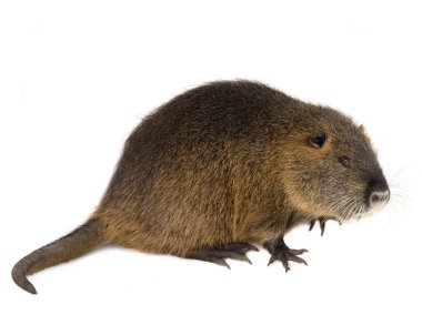 Coypu (myocastor adatavşanları) 