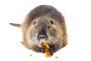 Coypu (myocastor adatavşanları)