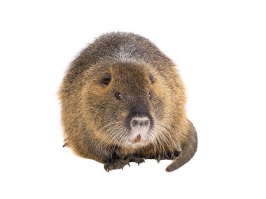 Coypu (myocastor adatavşanları) 