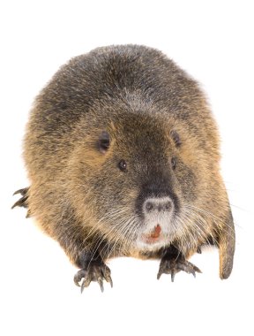 Coypu (myocastor adatavşanları) 