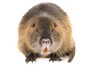 Coypu (myocastor adatavşanları) 
