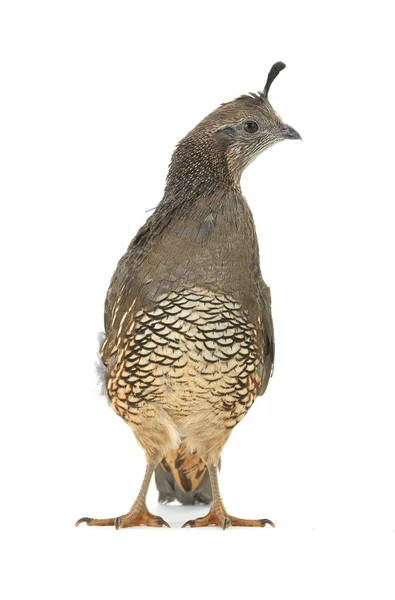 Kvinnliga California Quail — Stockfoto