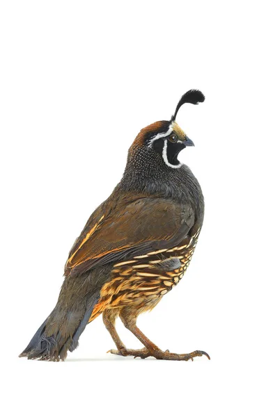 Manliga california quail — Stockfoto