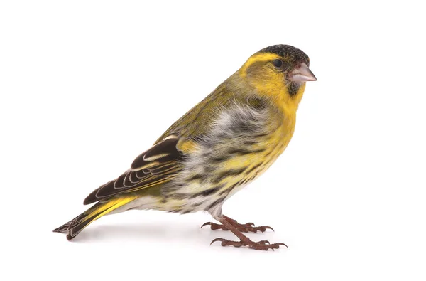 Ένα αρσενικό siskin — Φωτογραφία Αρχείου