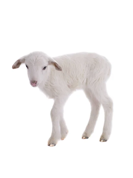 Schafe auf einem weißen — Stockfoto