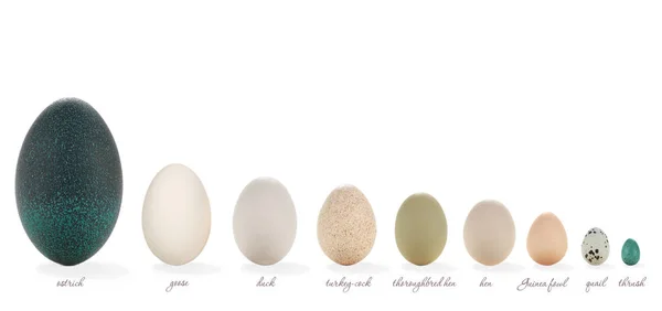 Eggs of different bird — Stock Photo, Image