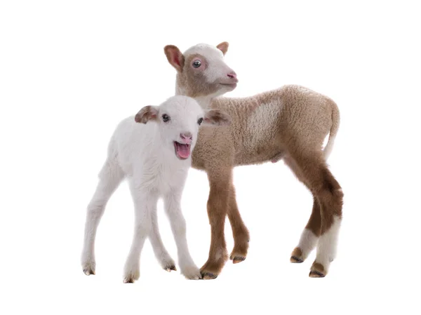 Een twee sheeps — Stockfoto