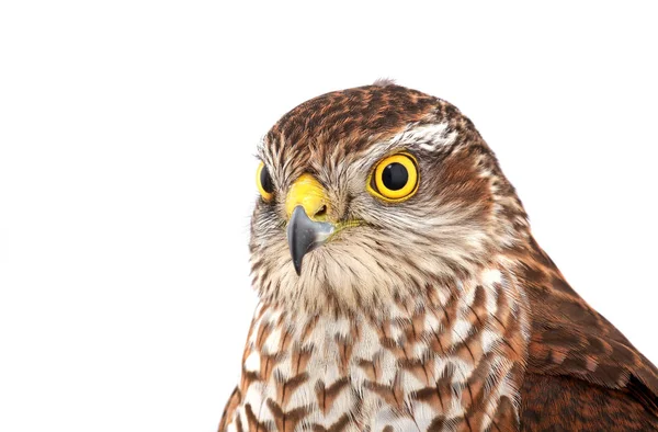 A portrait falcon — Stock Photo, Image