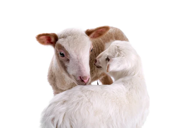 Два овець — стокове фото