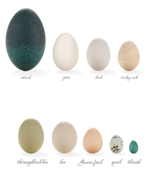 Eier verschiedener Vögel — Stockfoto