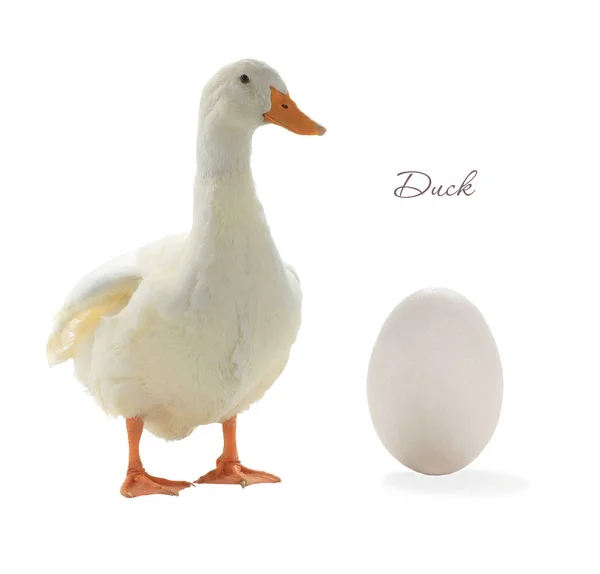 Egg and  duck — Stock Photo, Image