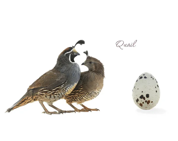 California Quail  egg, male and female — Stock Photo, Image