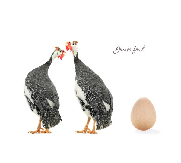 Egg and Guinea fowl — Stock Photo, Image