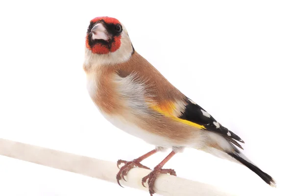 Goldfinch isolado em um branco — Fotografia de Stock