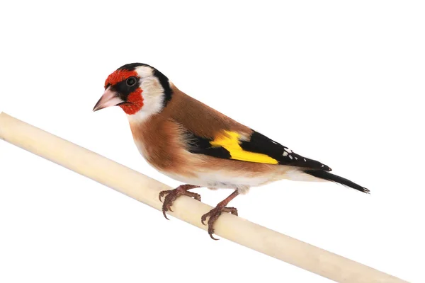 Goldfinch isolado em um branco — Fotografia de Stock