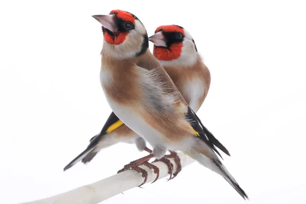 Male and female goldfinchs — Stock Photo, Image