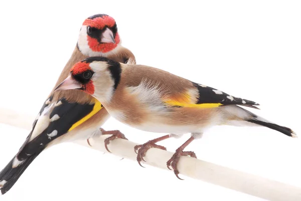 Płci męskiej i żeńskiej goldfinchs — Zdjęcie stockowe
