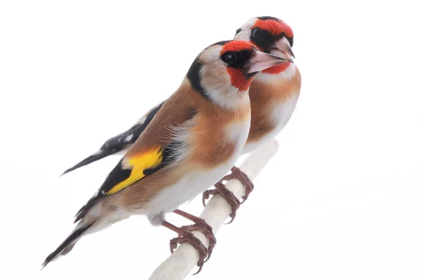 남성 및 여성 goldfinchs — 스톡 사진