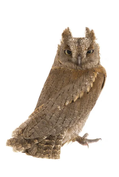 European scops owl — Stock Photo, Image
