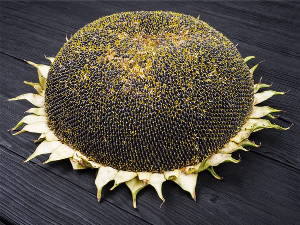 A sunflower head — Stock Photo, Image