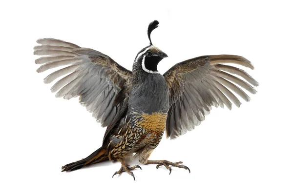 Male California Quail — Stock Photo, Image