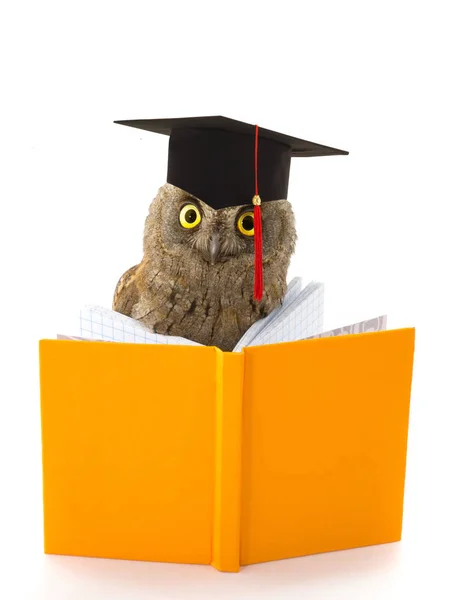 Eule mit akademischer Mütze — Stockfoto