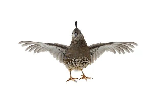 Vrouwelijke Californië Quail — Stockfoto