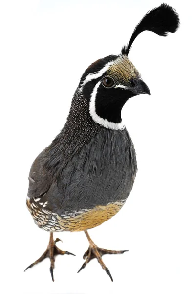 Male California Quail — Stock Photo, Image