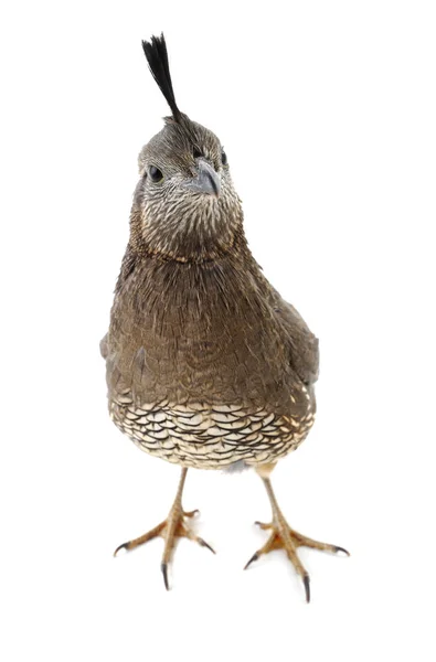 Vrouwelijke Californië Quail — Stockfoto