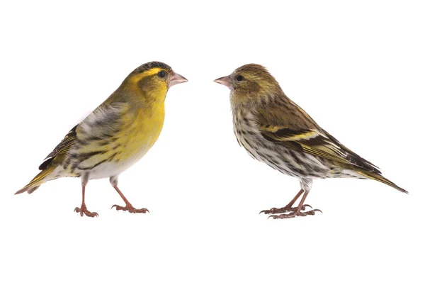 Siskins  male and female — Stock Photo, Image