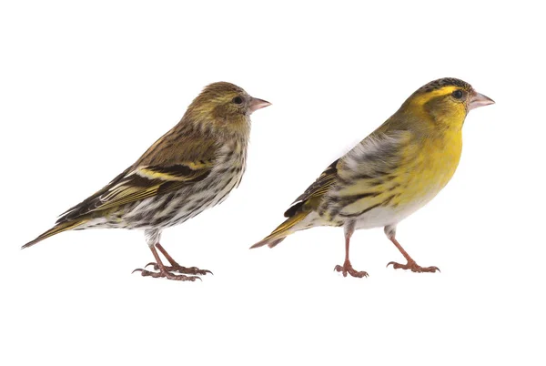 Αρσενικό και θηλυκό siskins — Φωτογραφία Αρχείου