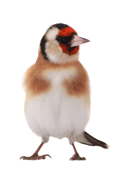 Goldfinch isolerad på en vit — Stockfoto
