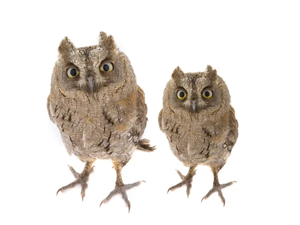 Two European scops owl — Stock Photo, Image