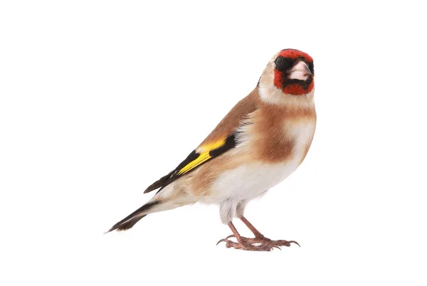Goldfinch em branco — Fotografia de Stock