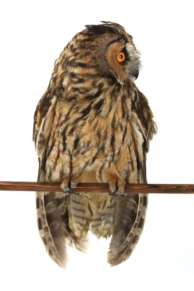 Owl on a white — Stock Photo, Image