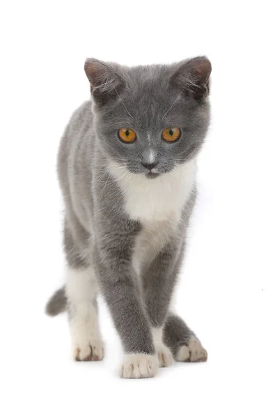 Un chat gris — Photo