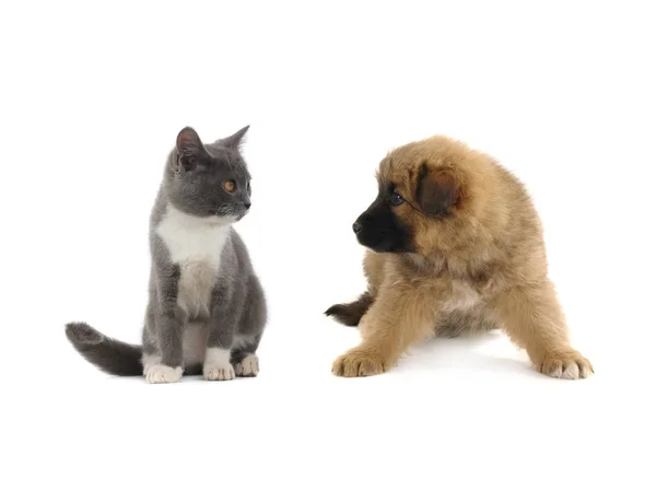 Котёнок и щенок — стоковое фото
