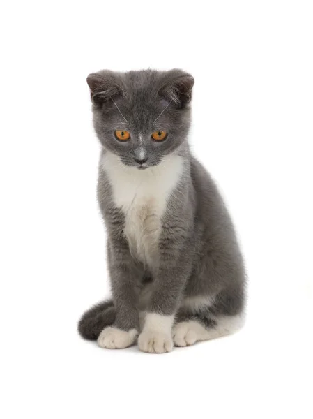 一只小猫的灰色 — 图库照片
