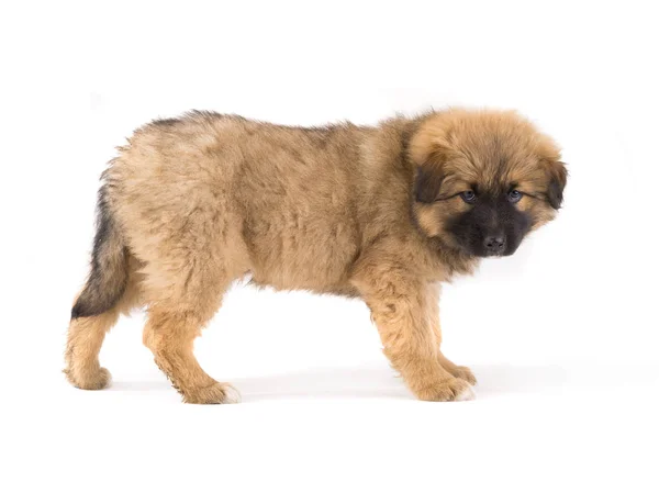 A puppy brown — Stock Photo, Image