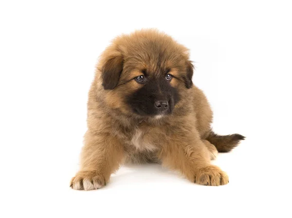 Kahverengi bir köpek yavrusu — Stok fotoğraf