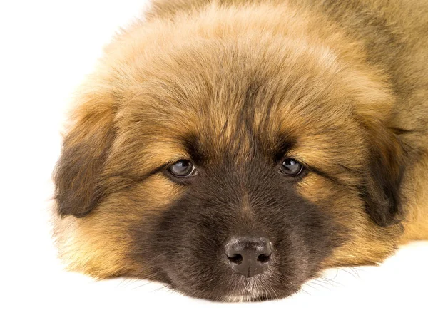 Portrait puppy brown — Stock Photo, Image