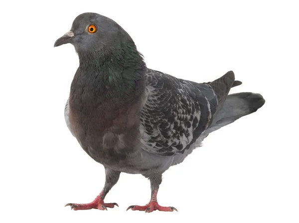 Um pombo cinzento — Fotografia de Stock