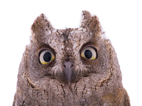 Portrait European scops owl — Stock Photo, Image