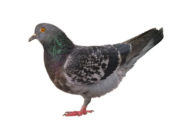 Eine graue Taube — Stockfoto
