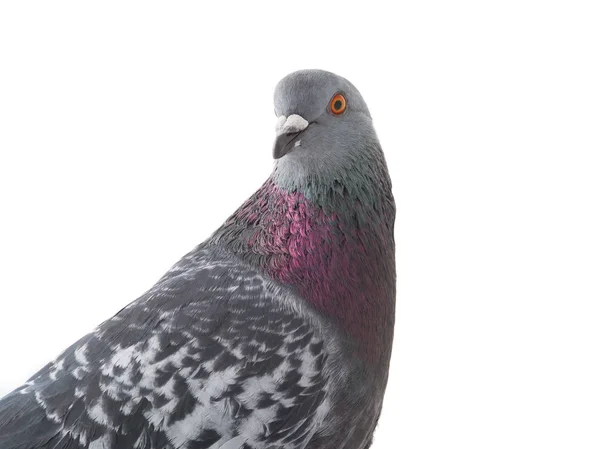 Portrait gray pigeon — Stock Photo, Image