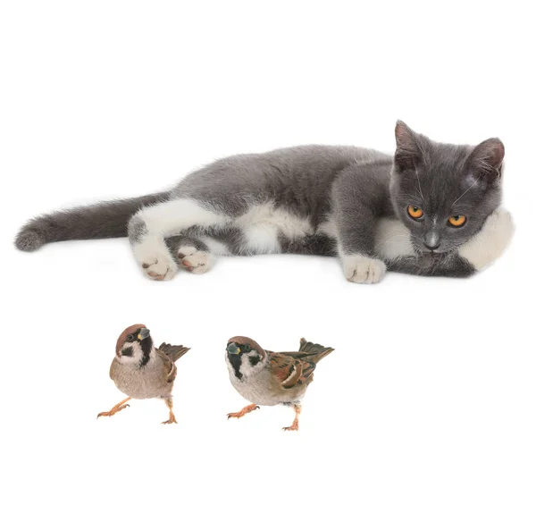 Gray cat and sparrows — Stock Photo, Image