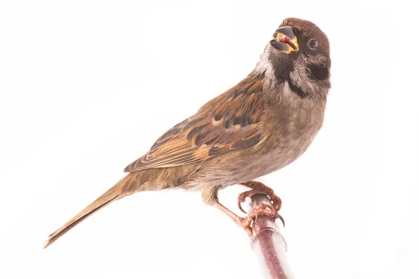 Sparrow sentado em um galho de árvore — Fotografia de Stock