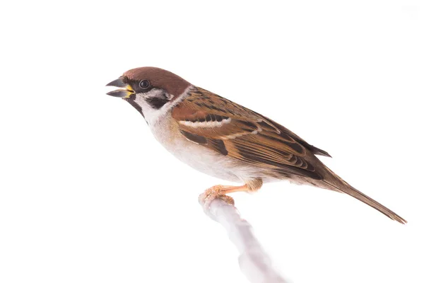 Sparrow sentado em um galho de árvore — Fotografia de Stock