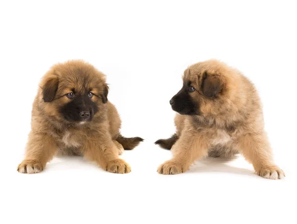 Two puppy brown — Stock Photo, Image