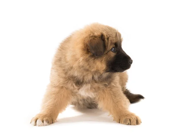 Kahverengi bir köpek yavrusu — Stok fotoğraf